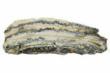 Mammoth Molar Section With Case - South Carolina #349951-1